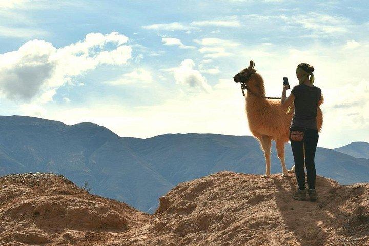 Purmamarca Walk with Llamas