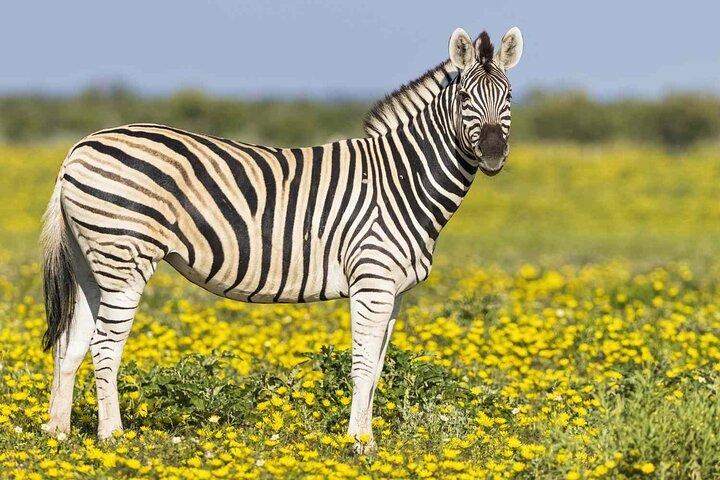 ナイロビ国立公園のサファリウォークと動物孤児院