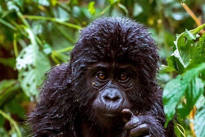 4-Day Uganda Gorillas, Wildlife, e Kalinzu Chimp Trekking