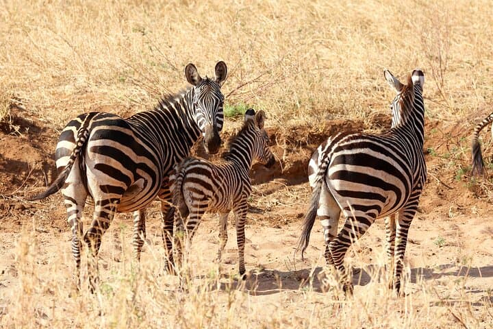 3day Amboseli Private safari