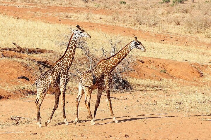 3day Amboseli Private safari
