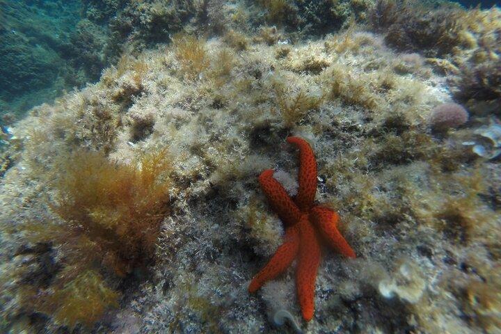 Passeio de caiaque e snorkel na Costa Brava. Sant Feliu de Guíxols