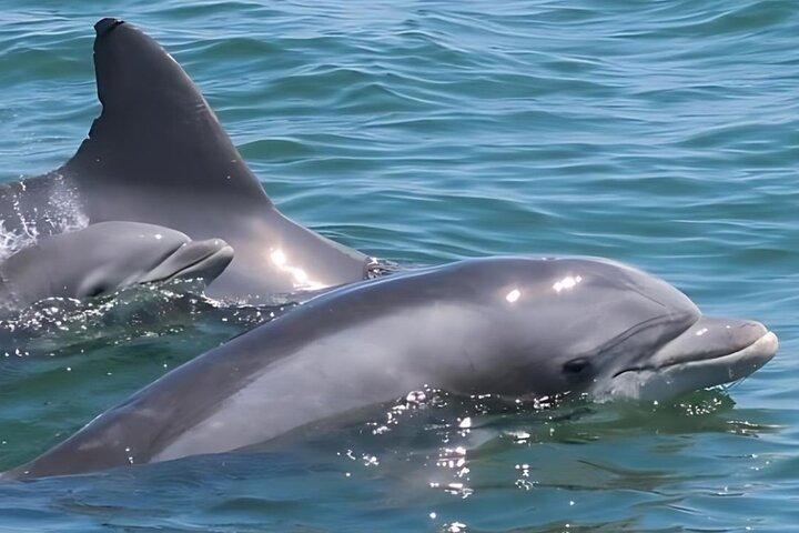 45-minutters Sea Rocket Speed Boat & Dolphin Cruise i Ocean City MD