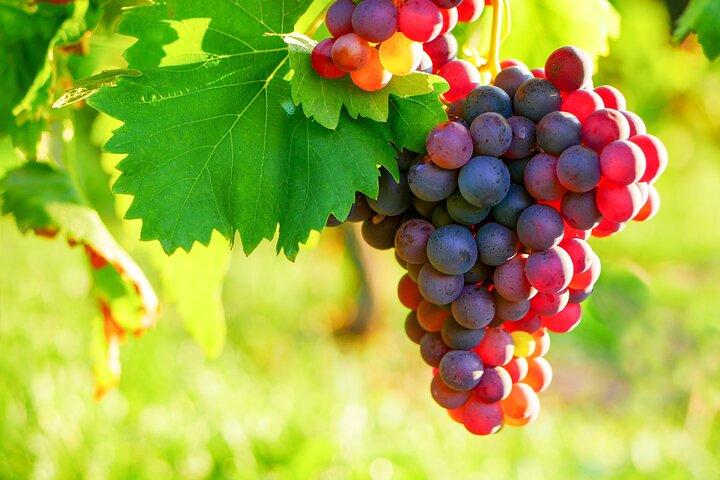 Mercato provenzale e degustazione di vini Tour condiviso di un'intera giornata da Nizza