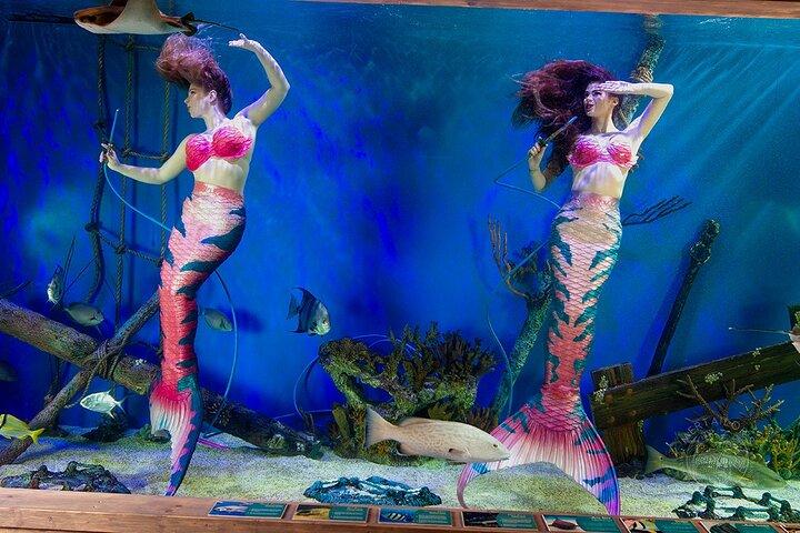 Mertailor's Mermaid Aquarium Begegnungsminuten vom Crystal River