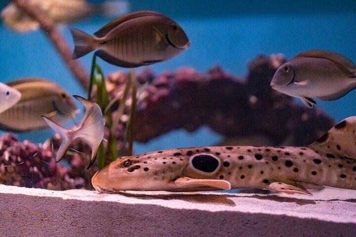 Mertailor's Mermaid Aquarium Begegnungsminuten vom Crystal River