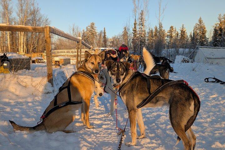 Alaskan Husky Dog Slitta a Yellowknife Enodah Kennel