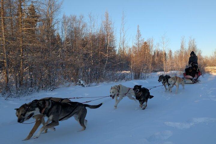 Alaskan Husky Dog Slitta a Yellowknife Enodah Kennel