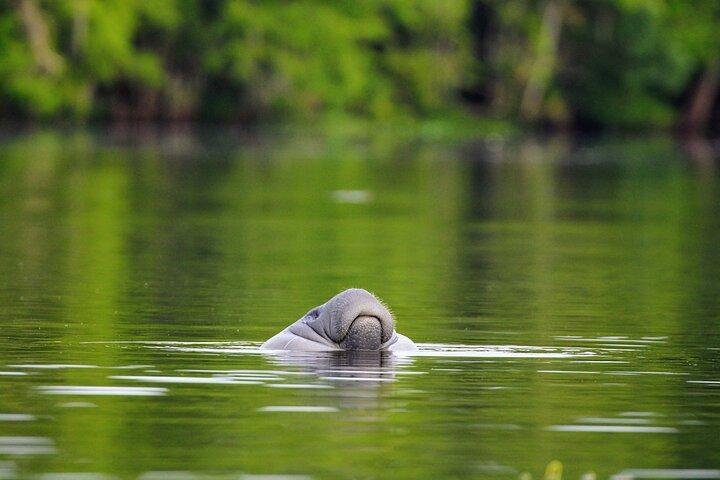 Tour guiado en kayak cerca de Orlando