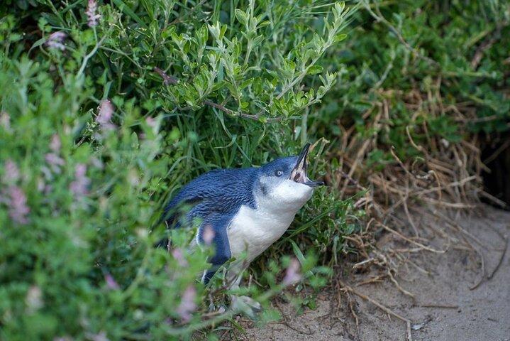 ペンギン パレード付きのメルボルン市内観光 1 日