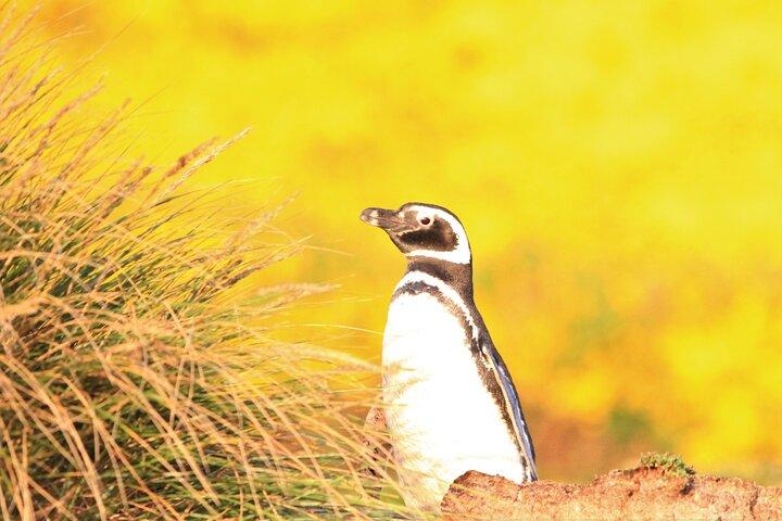 Let the Bertha’s Beach Penguins Make You Smile