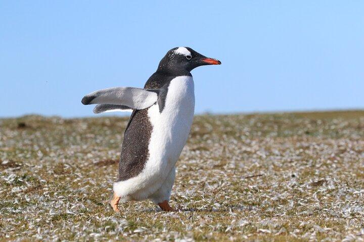 Let the Bertha’s Beach Penguins Make You Smile