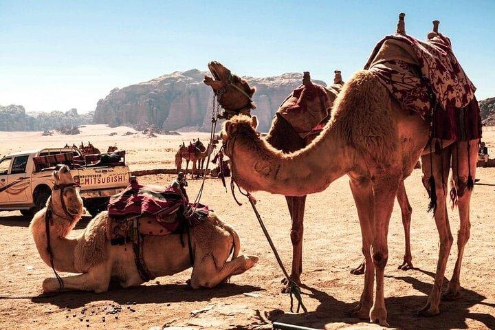 Excursión privada de 2 o 3 días desde Ammán a Petra Wadi Rum Mar Muerto