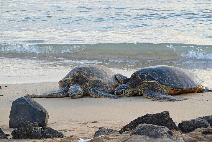 El tour más barato de Oahu por la Isla del Círculo