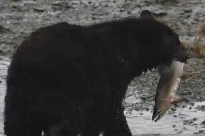 ケチカン野生動物ツアー「Over The Top Tours」