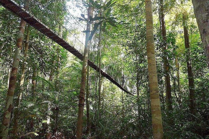 2D1N Taman Negara Explorer Tour ab Kuala Lumpur