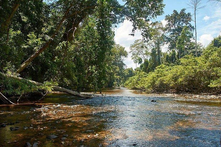2D1N Taman Negara Explorer Tour ab Kuala Lumpur