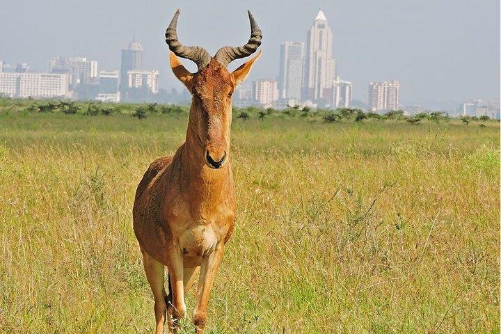 Nairobi-Nationalpark-Tour