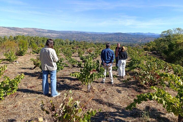 Visite des vins de Madrid avec visite de cave et dégustation de vin