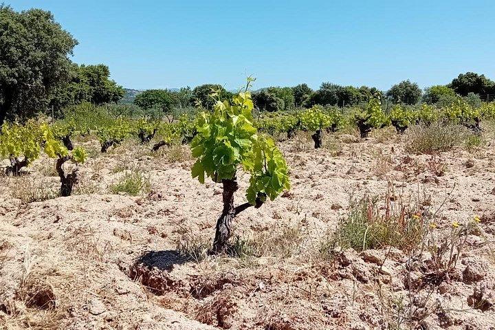 Madrid Wine Tour with Winery Visit & Wine Tasting