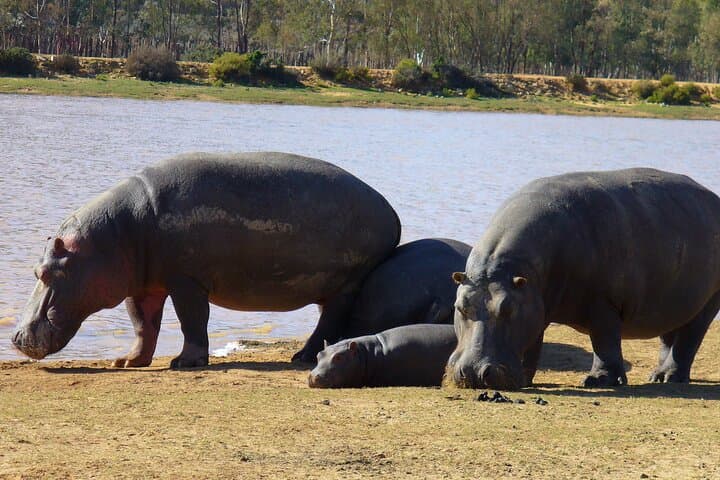 Quad biking Safari tour with Meals and transfers from Cape Town