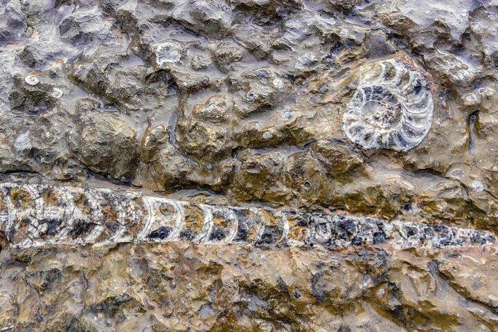 Fossiljagt i Sahara ørkenen