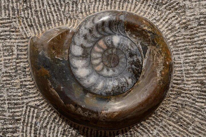 Fossiljagt i Sahara ørkenen