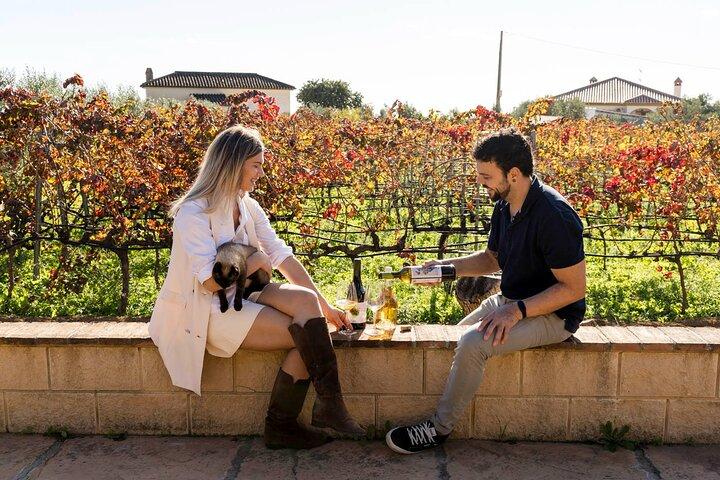Vigneto e cantina biologica di Malaga Sei vini Tapas e trasferimento