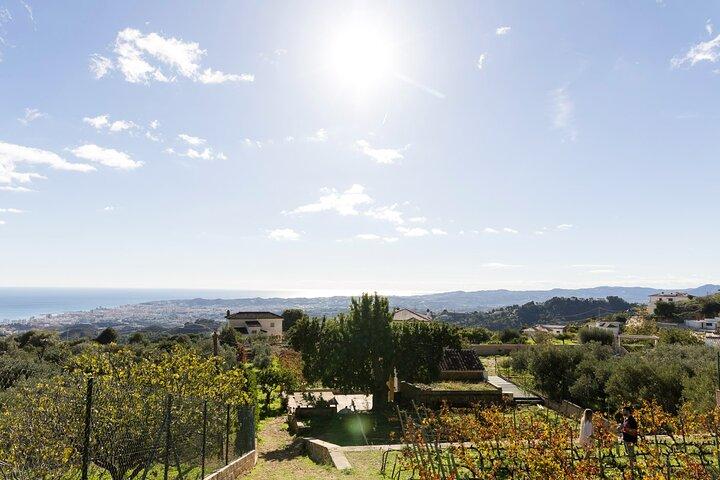 Vigneto e cantina biologica di Malaga Sei vini Tapas e trasferimento