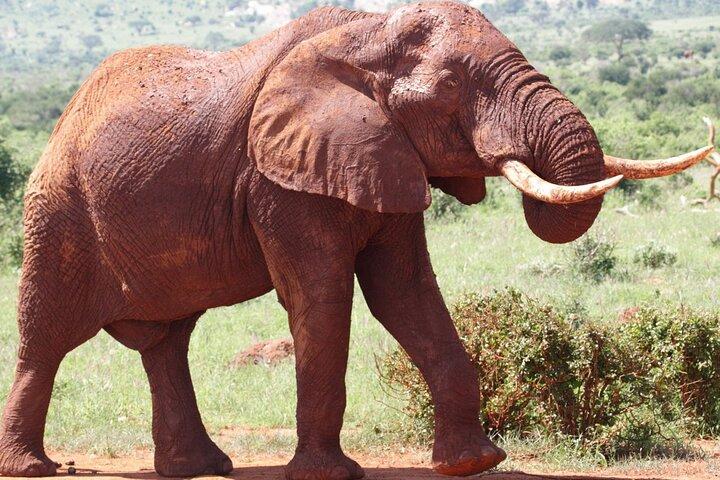Bedste 7 dage Kenya Adventure Wildlife Safari