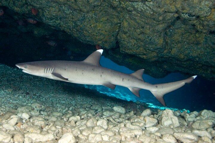 Gita in barca di immersione diurna di 2 serbatoi