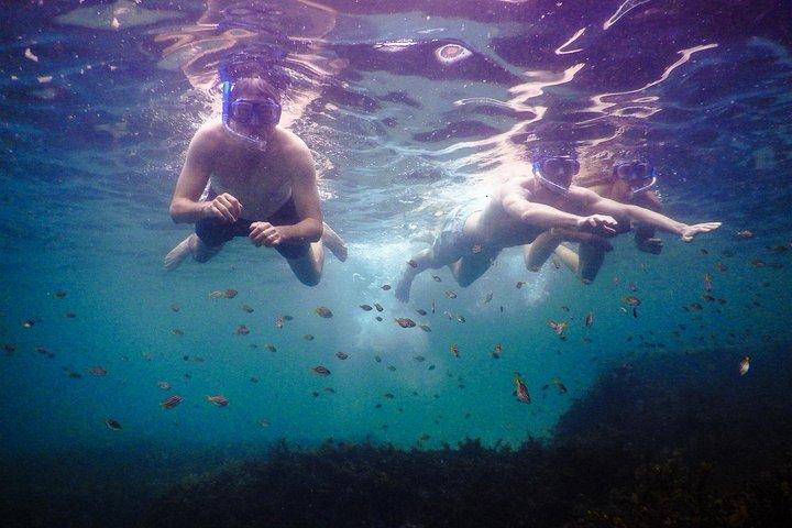 シドニーでプライベートガイド付き子供用シュノーケリングアドベンチャー