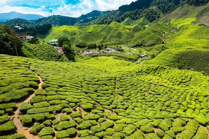 Private Tagestour durch Cameron Highlands ab Ipoh, Paket B