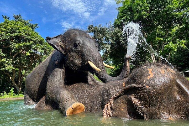 Guided Phuket Cultural Sightseeing Tour med Elephant Watching