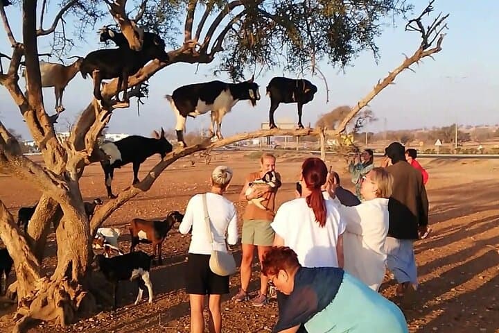 Agadir Tree‑Climbing Goats & optional Souk El Had Big Market Tour