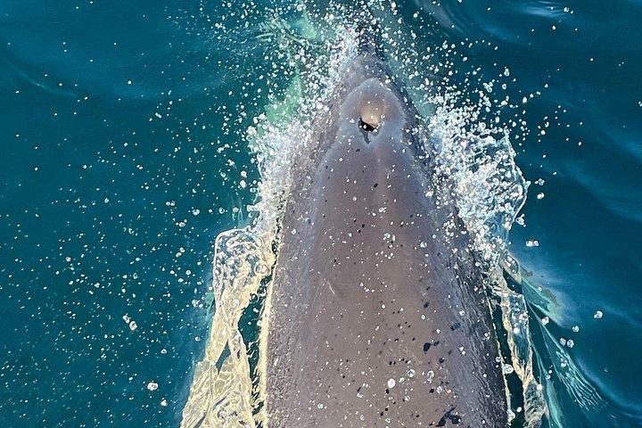 セシンブラで地元の海洋生物学者と一緒にイルカウォッチング