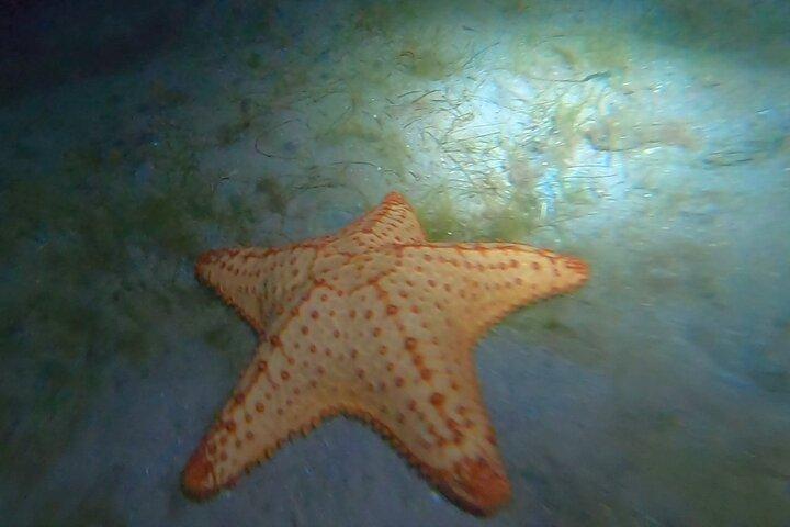 TOUR GUIDATO Snorkeling NOTTURNO
