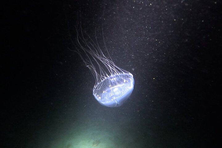 TOUR GUIDATO Snorkeling NOTTURNO