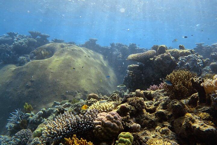 Halvdags Outer Reef snorkeltur fra Port Douglas
