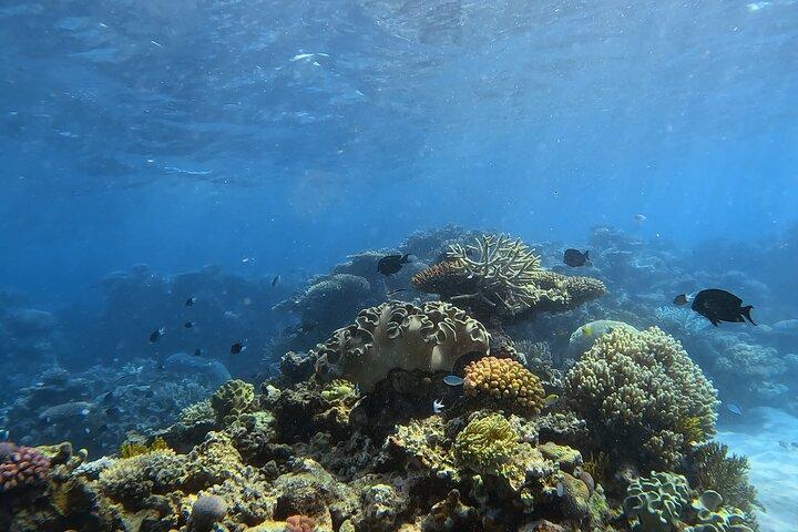 Halvdags Outer Reef snorkeltur fra Port Douglas