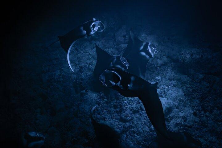 Kona Night Manta Ray Snorkel | Experiencia en grupos pequeños