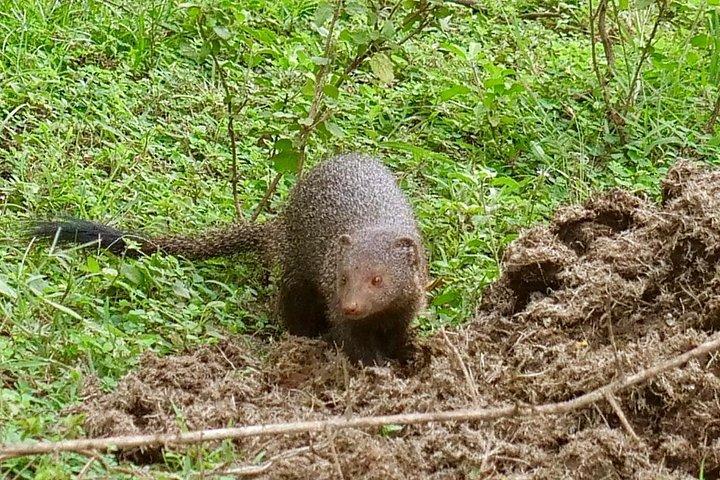 ハンバントタ港発ヤーラ国立公園サファリツアー