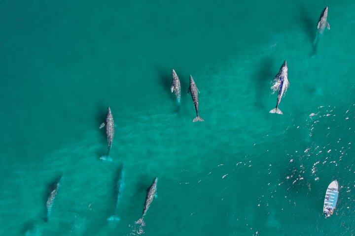 Grey Whale Watching Tour met mariene bioloog en kleine groep