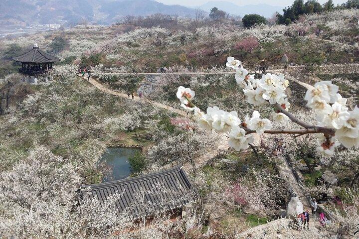 Visite de la fleur de Gwangyang Maewha et du village de Jeonju Hanok au départ de Séoul