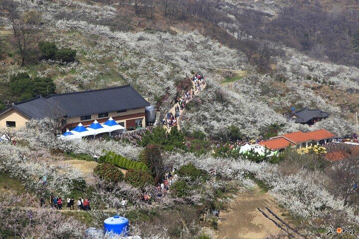 Visite de la fleur de Gwangyang Maewha et du village de Jeonju Hanok au départ de Séoul