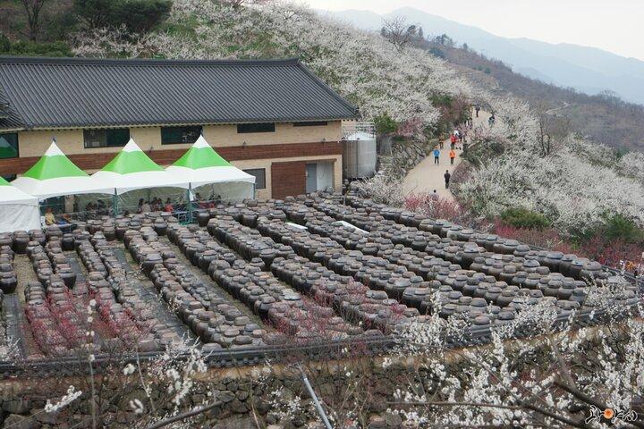 Visite de la fleur de Gwangyang Maewha et du village de Jeonju Hanok au départ de Séoul