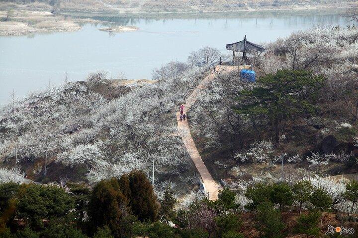 Visite de la fleur de Gwangyang Maewha et du village de Jeonju Hanok au départ de Séoul