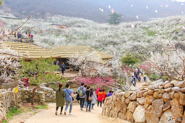 Gwangyang Maewha Flower und Jeonju Hanok Village Tour von Seoul
