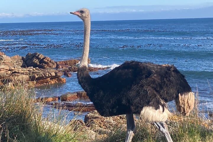 Cape Town: Peninsula, Cape of Good Hope and Penguins Tour