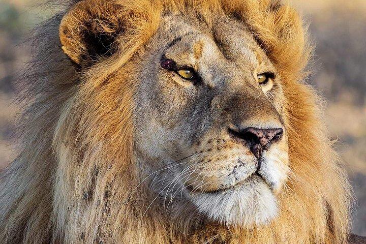 3 dagars safari till Serengeti nationalpark och Ngorongoro Crater